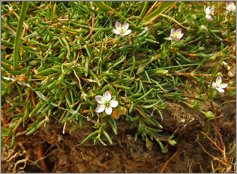 Greater Sea-spurrey, Spergularia media