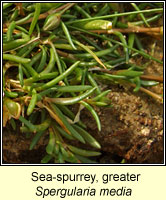 Sea-spurrey, Greater, Spergularia media