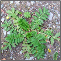 Silverweed, Potentilla anserina