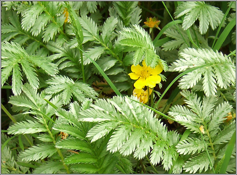 Silverweed, Potentilla anserina