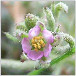 Sand Spurrey, Spergularia rubra