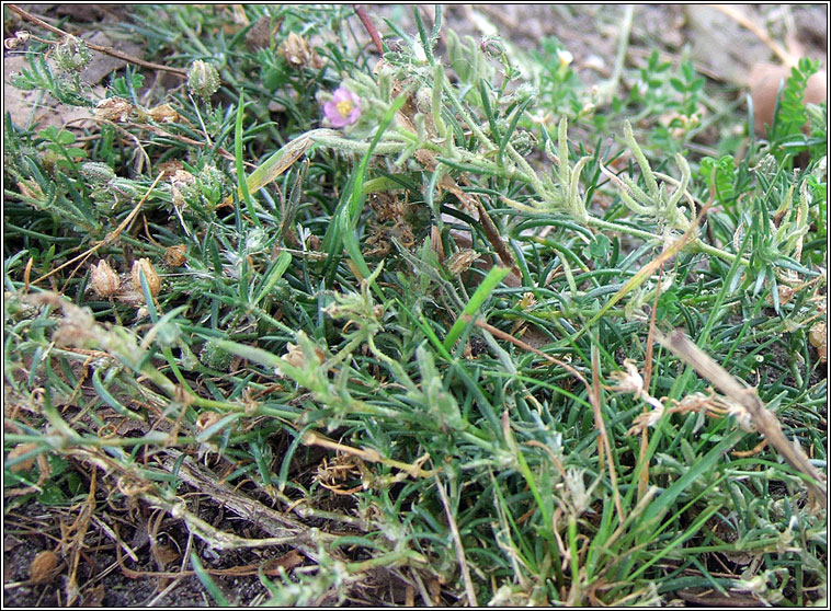 Sand Spurrey, Spergularia rubra