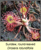 Sundew, Round-leaved, Drosera rotundifolia