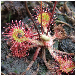 Round-leaved Sundew, Drosera rotundifolia