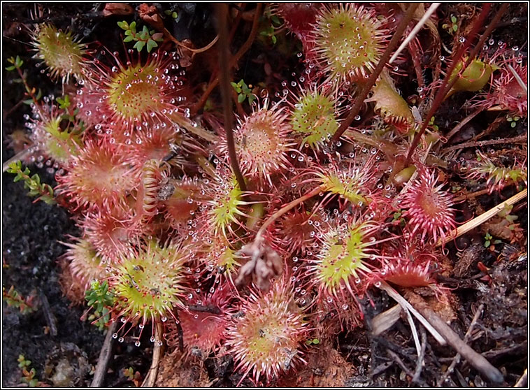 Round-leaved Sundew, Drosera rotundifolia