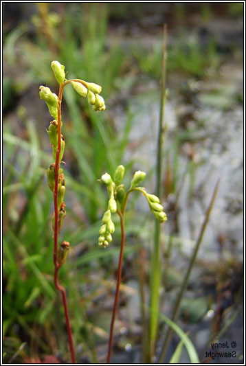 Round-leaved Sundew, Drosera rotundifolia