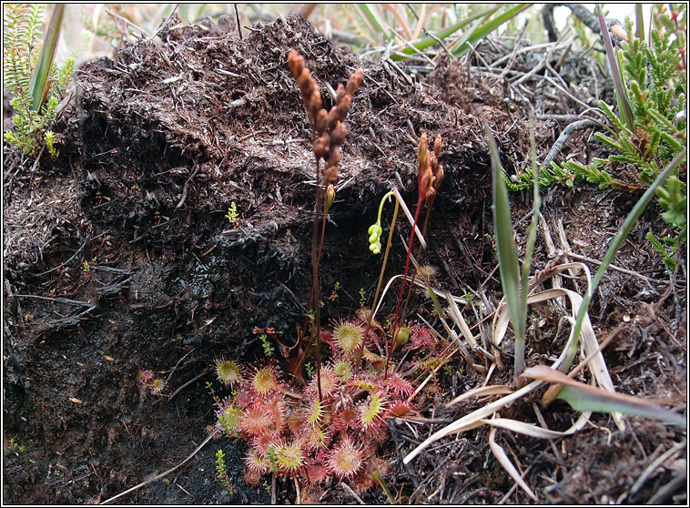 Round-leaved Sundew, Drosera rotundifolia