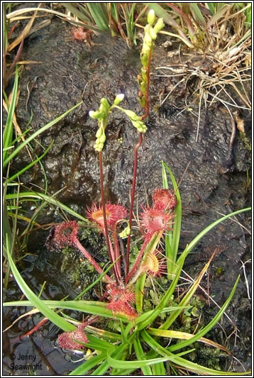 Round-leaved Sundew, Drosera rotundifolia