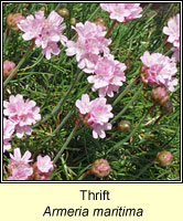 Thrift, Armeria maritima