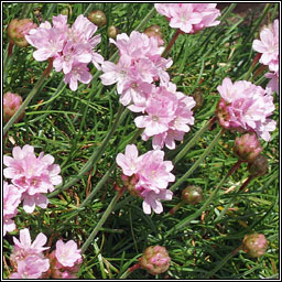 Thrift, Armeria maritima