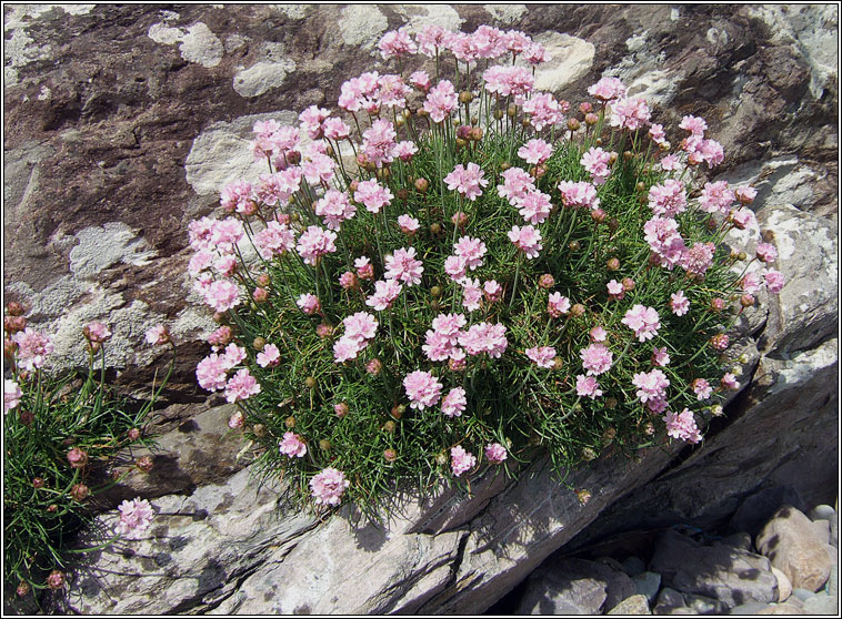 Thrift, Armeria maritima