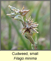 Cudweed, Small, Filago minima