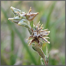 Small Cudweed, Logfia minima, Filago minima