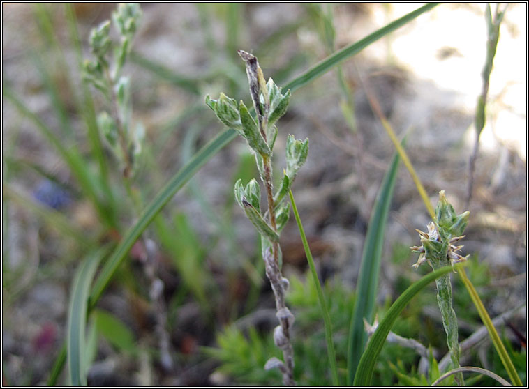 Small Cudweed, Filago minima