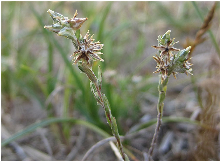 Small Cudweed, Filago minima