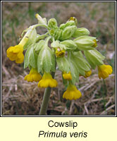 Cowslip, Primula veris