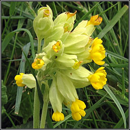 Cowslip, Primula veris