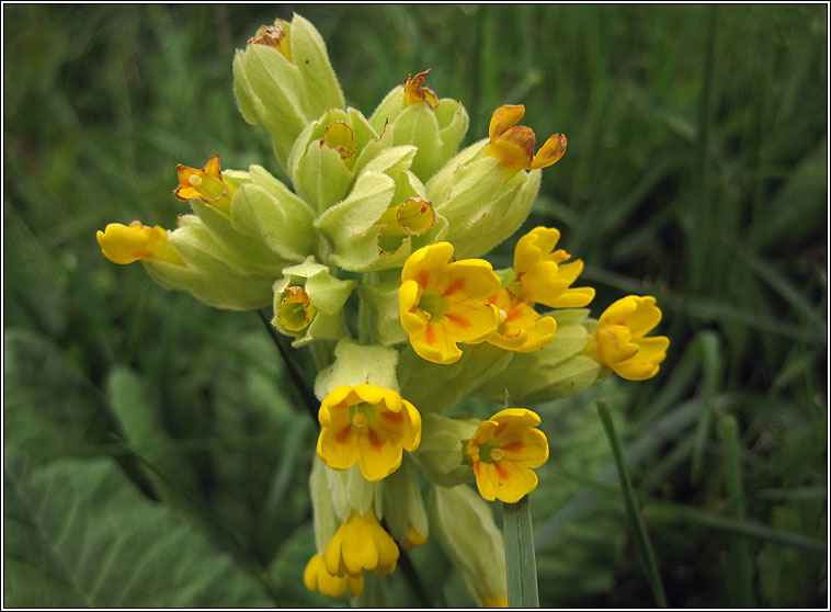 Cowslip, Primula veris