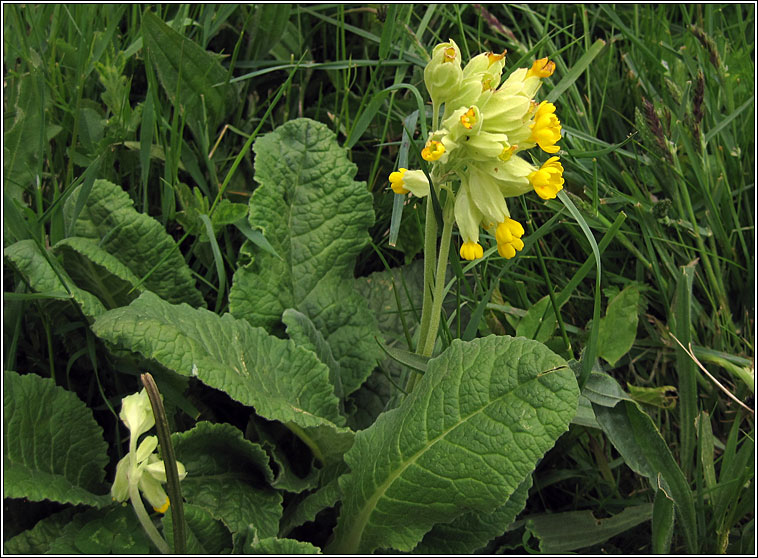 Cowslip, Primula veris