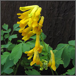 Yellow Corydalis, Pseudofumaria lutea