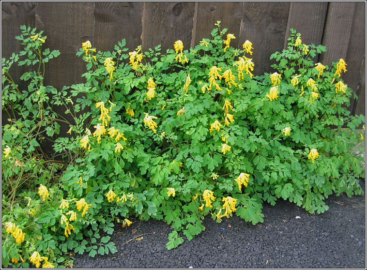 Yellow Corydalis, Pseudofumaria lutea