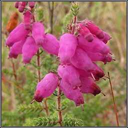 Dorset Heath, Erica ciliaris