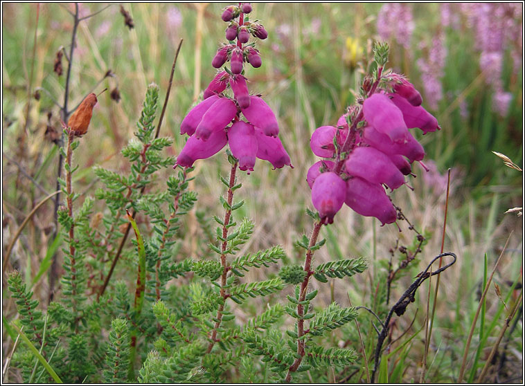 Dorset Heath, Erica ciliaris