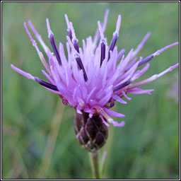 Saw-wort, Serratula tinctoria