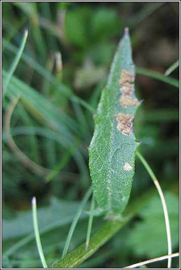 Saw-wort, Serratula tinctoria