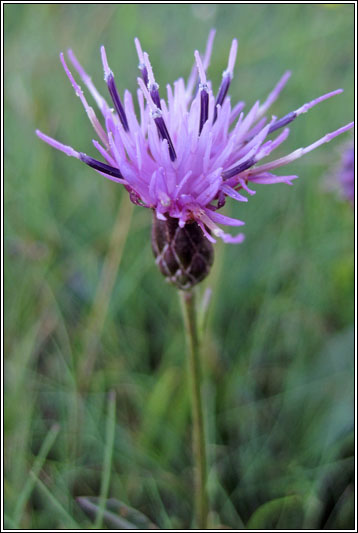 Saw-wort, Serratula tinctoria