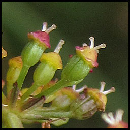 Pepper-saxifrage, Silaum silaus