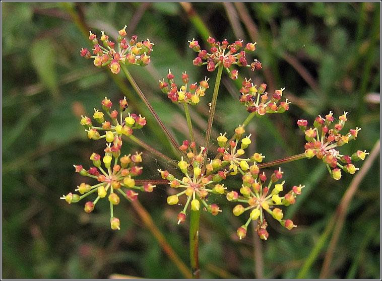 Pepper-saxifrage, Silaum silaus