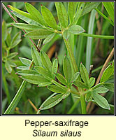 Pepper-saxifrage, Silaum silaus