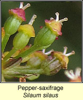 Pepper-saxifrage, Silaum silaus