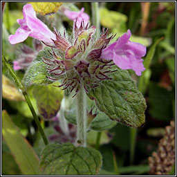 Wild Basil, Clinopodium vulgare