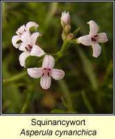 Squinancywort, Asperula cynanchica