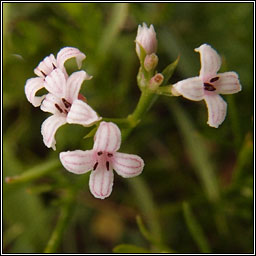 Squinancywort, Asperula cynanchica