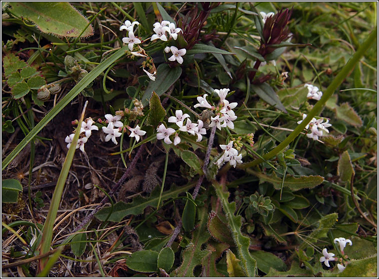 Squinancywort, Asperula cynanchica