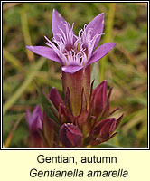 Gentian, Autumn, Gentianella amarella