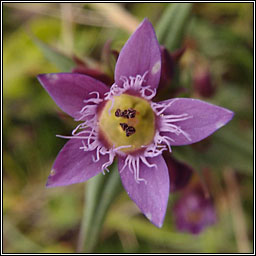 Autumn Gentian, Gentianella amarella