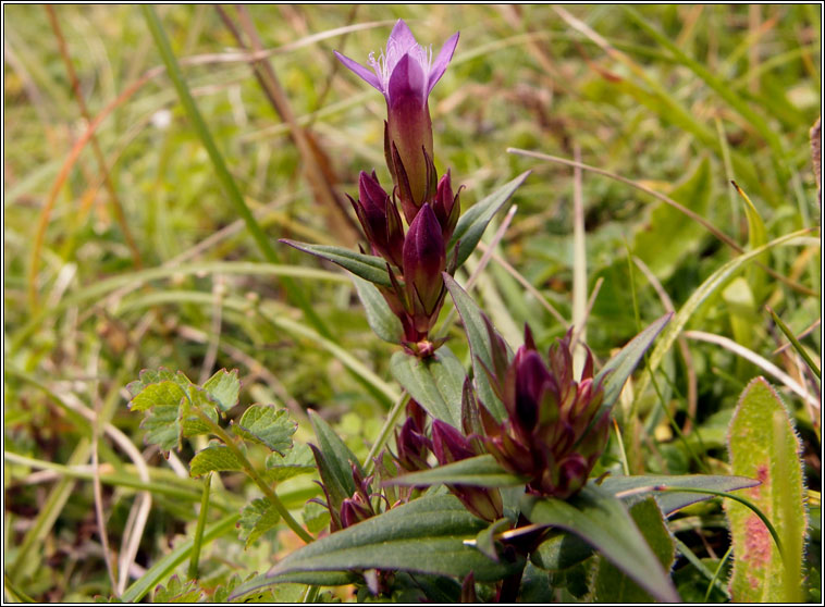 Autumn Gentian, Gentianella amarella