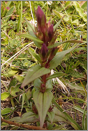 Autumn Gentian, Gentianella amarella