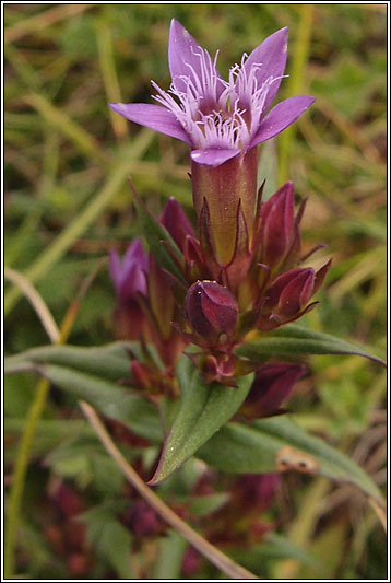 Autumn Gentian, Gentianella amarella