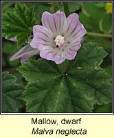 Mallow, Dwarf, Malva neglecta