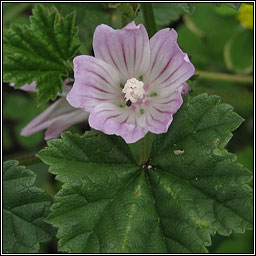 Dwarf Mallow, Malva neglecta