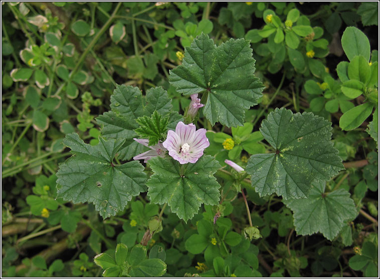 Dwarf Mallow, Malva neglecta