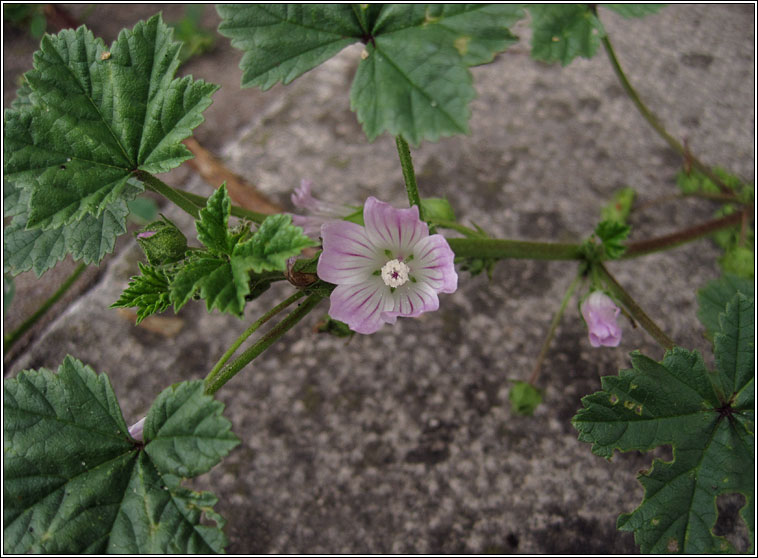 Dwarf Mallow, Malva neglecta