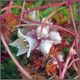 Dodder, Cuscuta epithymum