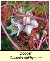 Dodder, Cuscuta epithymum