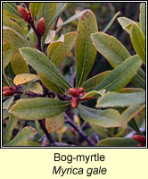 Bog-myrtle, Myrica gale